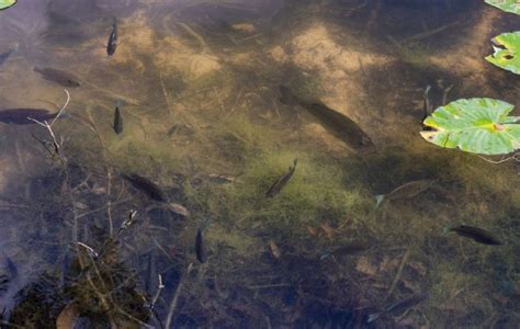 8 Largemouth Bass Spawning Facts You Need To Know