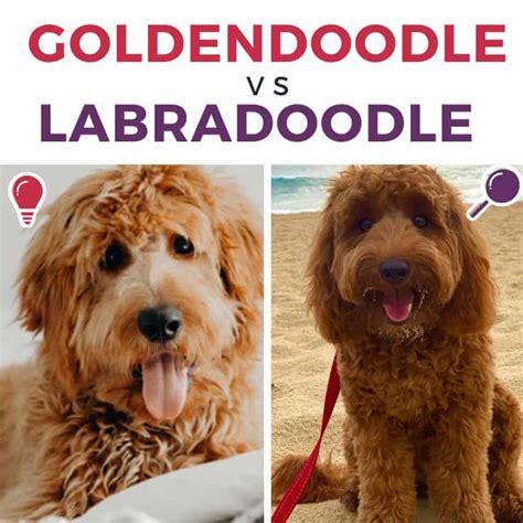 Goldendoodle Vs Labradoodle Complete Comparison Guide