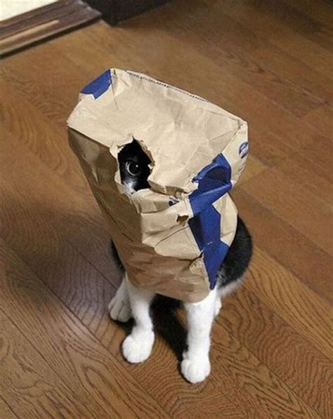 See The Fresh Funny Cat Hiding Pictures Hilarious Pets Pictures