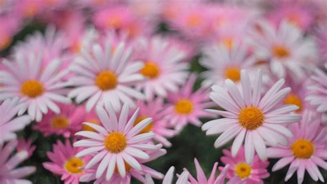 Pink Daisies Flowers In Blur Pink Background 4k Hd Pink Aesthetic