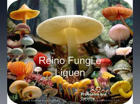 Ppt Reino Fungi E Liquen Powerpoint Presentation Free Download Id