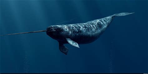Narwhal Wildlife Above On The Ground Under Ther Water Pinter