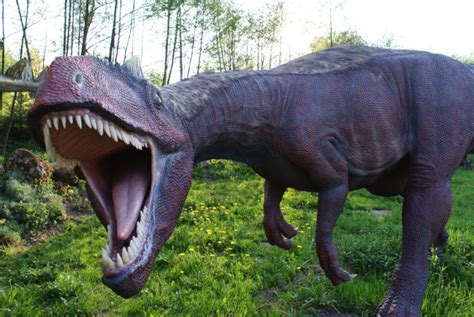 Dinozaury Rodzaje Dinozaurów I Ciekawoski O Dinozaurach Bałtowski