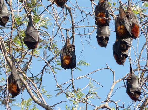 Black Flying Fox Via Flickr Gailhampshire Cc By 20 The Clean Air