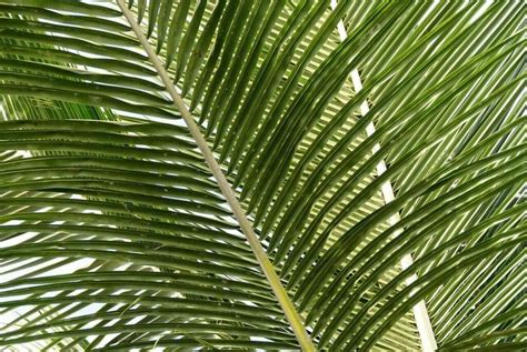 10 Best Indoor Palm Trees To Grow At Home Petal Republic