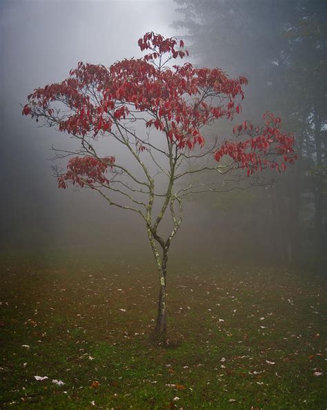 Tree In Fog Photograph By Rick Hartigan Fine Art America