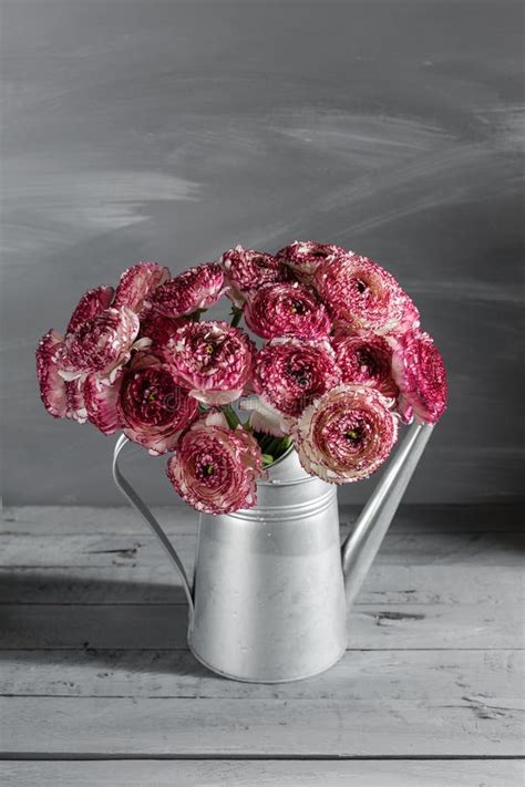 Maroon And White Persian Buttercup Flowers Curly Peony Ranunculus In