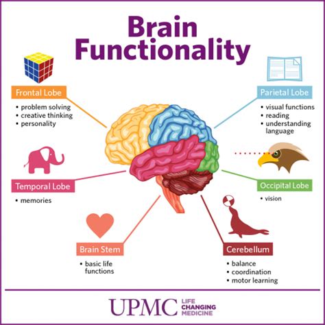 Get To Know The Parts Of Your Brain Upmc Healthbeat Human Brain