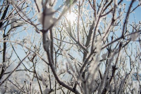 무료 이미지 나무 자연 분기 꽃 눈 겨울 햇빛 잎 서리 얼음 봄 날씨 시즌 작은 가지 동결 우디
