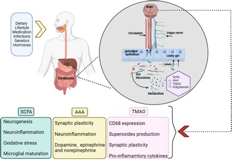 Gut Microbiota Derived Metabolites And Their Importance In Neurological