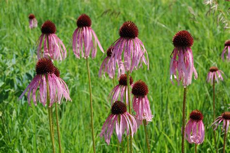 We did not find results for: 10 Native Flowers That Will Thrive In Your Chicago Garden ...