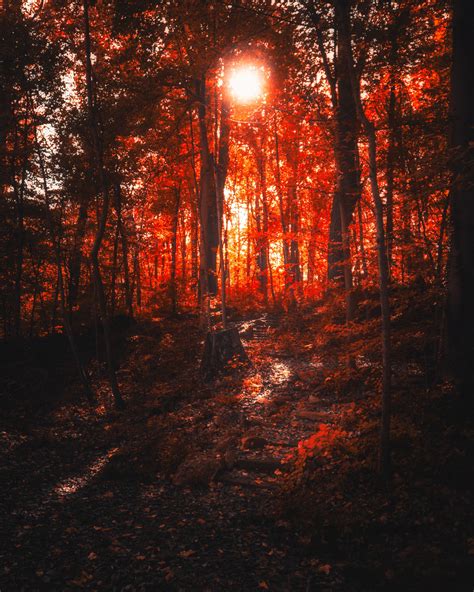 A Brilliant Sunset Through The Trees In Fairmount Park Philadelphia