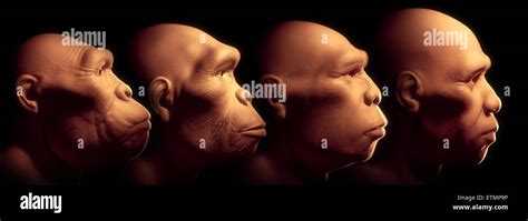 What Are The Five Stages Of Human Evolution Kulturaupice