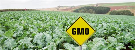 Gmo Crops Science Technology And Marketing Launceston Events