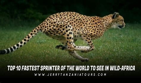 Top 10 Fastest Land Animals In The World How Fast They Are