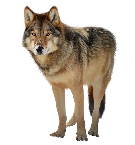 Each wolf images can be used personally or download png. Wolf PNG Transparent Images | PNG All