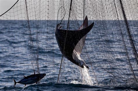 Greenpeace Denuncia Efectos De La Pesca Ilegal En El Océano Índico