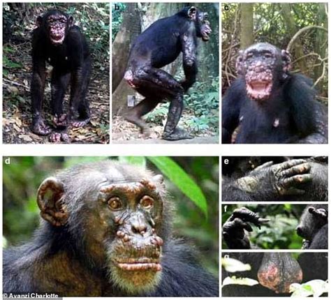 Leprosy Is Discovered In Wild Chimpanzees For The First Time As