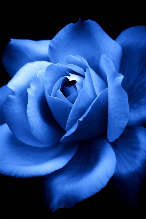 Blue Rose By Yuyu Photography Photography Pinterest