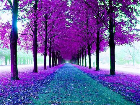 Pretty In Purple Purple Trees Beautiful Tree Nature