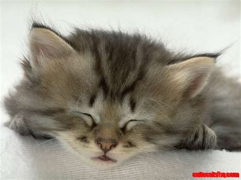 Kitten Cute Face Cute Cats Hq Pictures Of Cute Cats