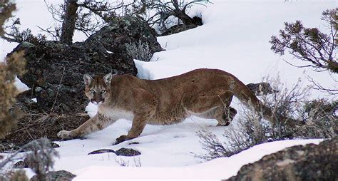 Sighting A Mountain Lion Is A Rare And Unexpected Event Bonners Ferry