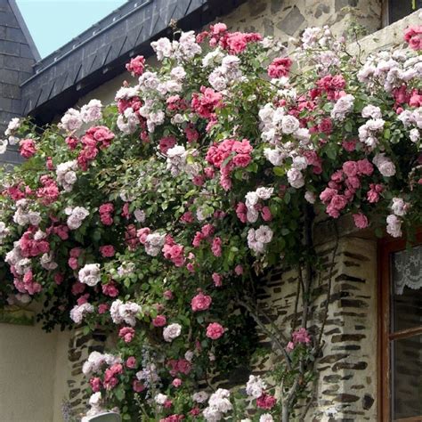 How to buy meat & vegetables from us during natalie mcgill and stewart lundy founded perennial roots farm in 2010 as both a business and a. Cottage Farms Direct - Climbing Roses - 2-N-1 'New Dawn ...