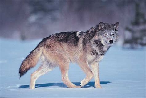The Wolf Wildlife Interesting Facts And Photos The Wildlife