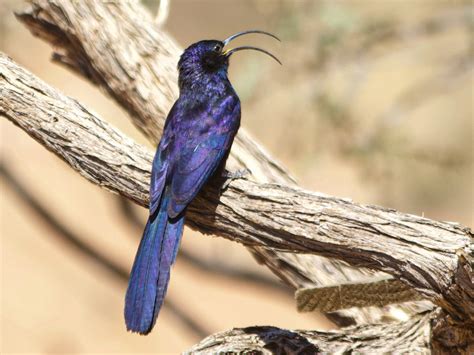 Birds Kalahari Trails