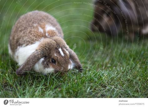 Animal Eating Grass A Royalty Free Stock Photo From Photocase