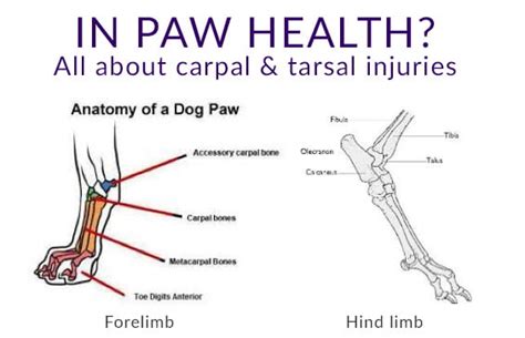 All About Carpal And Tarsal Injuries Friends Of The Hound