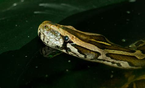 Burmese Python Fun Facts And Information For Kids