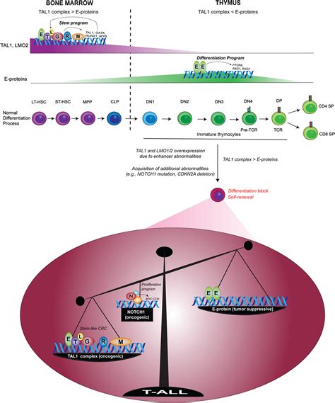 Frontiers Leukemia Initiating Cells In T Cell Acute Lymphoblastic Leukemia