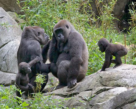 Two Young Gorillas Must Leave Nc Zoo Heres Why Wunc