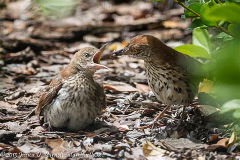 Brown Thrashers In The Backyard Catandturtle
