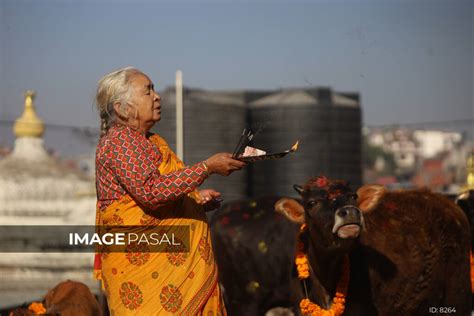 Cow Festival Celebration Kathmandu Nepal 15 Nov 2020 Buy Images Of
