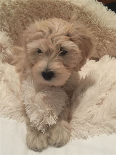 It was reported that hush puppies rubber soles saved the life of rolling stones guitarist keith richards when he accidentally touched his guitar against an. Elle, 8 week English Cream Goldendoodle! | English ...