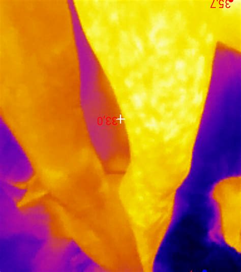 Thermal Image Of My Legs Vs Girlfriends Leg Why Do She Have White Heat