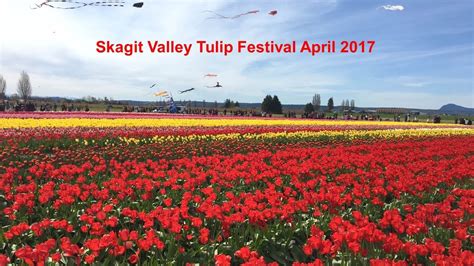 Skagit Valley Tulip Festival Mount Vernon Wa April 2017 Youtube