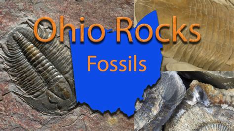 Ohio Rocks Fossils Fossils Ohio Rock