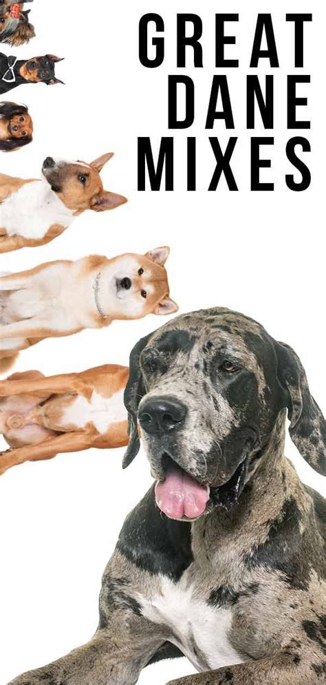 Great Dane Lab Mix Breed A Complete Guide To The Labradane Dog