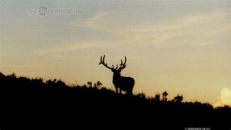 Deer Hunting Wallpaper For Computer 57 Images