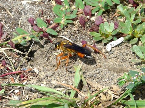 Despite their image, great golden digger wasps are beneficial pollinators and protect your plants against damage done by … Toronto Wildlife - Wasps