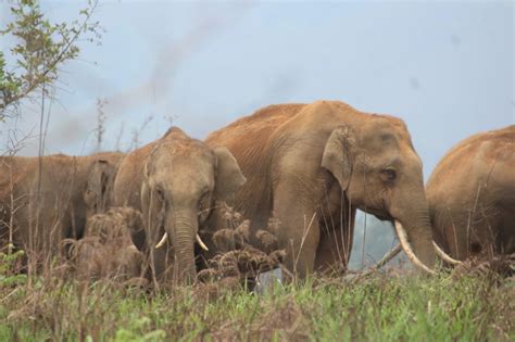 [commentary] elephants and humans coexist in pandanallur