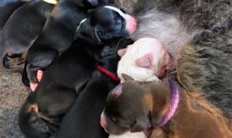 Rescue Dog Surprises Rspca Workers As She Gives Birth To Huge Litter Of