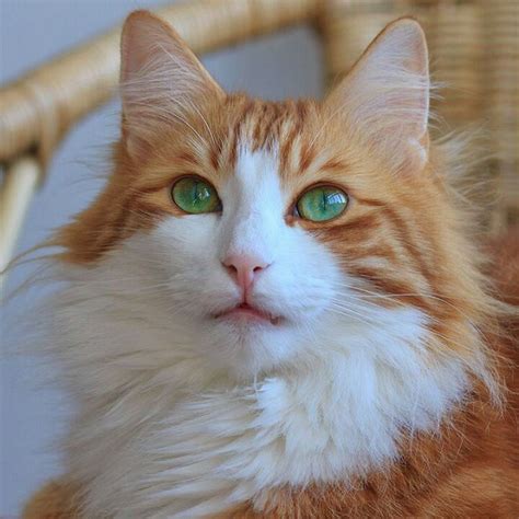 Orange cats' relative chances of euthanasia were more difficult to gauge, but orange and white cats had similar euthanasia and adoption. Beautiful orange & white cat | green eyes | Cat colors ...