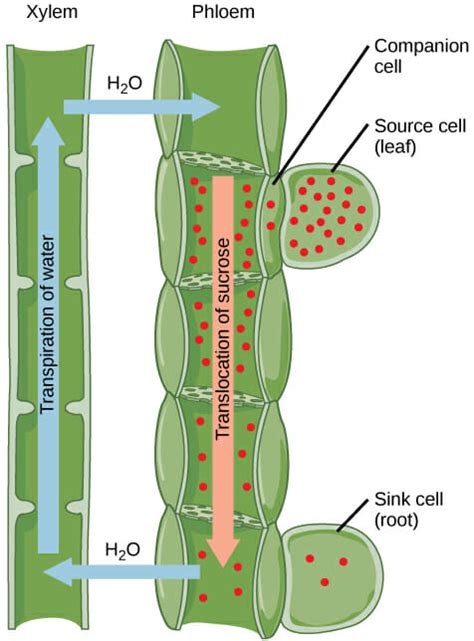 The vascular tissue system consists of the complex tissues, xylem and phloem, which constitute discrete conducting strands called vascular but higher vascular plants—ferns, gymnosperms and angiosperms. Vascular Tissue (Plant): Definition, Function, Types ...