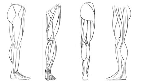 Leg Muscle Anatomy Drawing