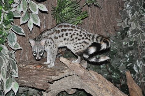 Small Spotted Genet Animals | Interesting Facts & Latest ...