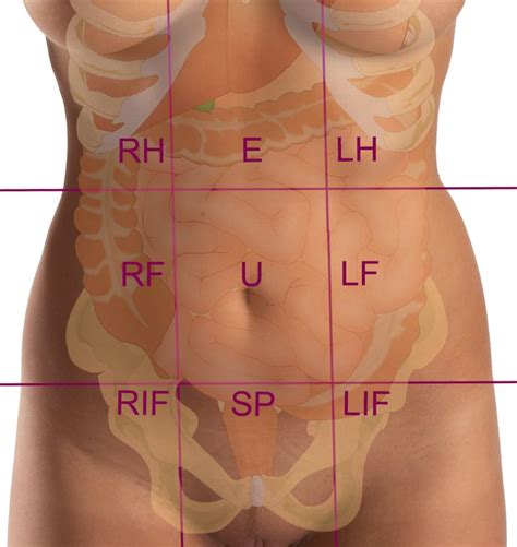The brain receives information through our five senses: 9 zones of the abdomen: RH: Right hypochondrium, E ...